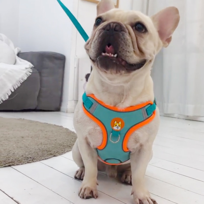 Ayarlanabilir hiçbir çekme Pet - Running Gear Dog incelemesi ve fiyatı